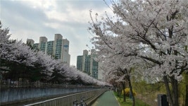 계양천 산책로 및 가현산 숲길 이용 전면 통제