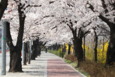 [포토] 윤중로 벚꽃길 폐쇄시킨 코로나19