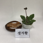 농진청 약용작물로 봄철 묵은 변비 다스리세요