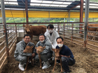 안동 북후면 축산농가, 한우 수정란 이식으로 세쌍둥이 출산