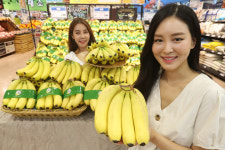 [포토] 롯데마트, 유통사 최초 베트남 고산지 바나나 직수입 판매