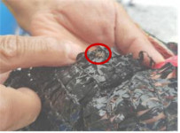 부산시 수산자원연구소, 동남참게·참돔 치어 방류