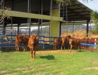 전남도, 깨끗한 축산농장 1천호 지정 나서