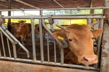 광양시, ‘축산농가 도우미 지원사업’ 큰 효과