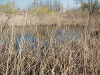 서울시, 마포구 노을공원 야생생물 보호구역으로 지정