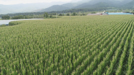 남원시, 축산농가 경쟁력은 조사료다