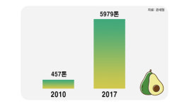 숲속의 버터 아보카도가 숲을 지운다? 아보카도의 진실