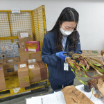 농림축산검역본부, 인천공항에서 우편 수입식물 특별검역 강화