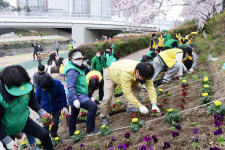 부산 동래구, 온천천 일대 봄꽃 심기 봉사활동