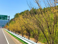 산청군, 국도변 미세먼지 차단 숲 조성