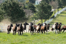[포토] 방목되는 국내산 승용마