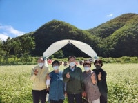 영천 고경면, 메밀꽃 물결 가을정취 물씬