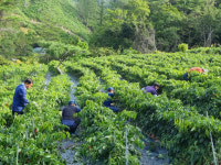 영양군, 일월면 고추농가 일손돕기 실시