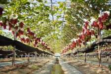 상주시, 과실전문 생산단지 기반조성사업 최종선정