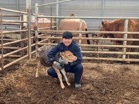 여주시, 고능력 수정란 이식 한우 암송아지 첫 출생