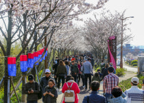 부산 강서구, 낙동강30리 벚꽃축제 4년 만에 개최
