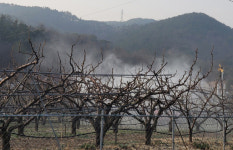 영덕군, 사과·배 농가 ‘과수화상병’ 집중 방제