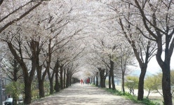 대구시, 도심 ‘봄내음길’ 평년보다 빨리 벚꽃 개화... 3월 마지막 주 만개 예상
