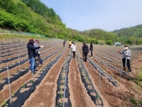영양군, 청기면 영농철 고추농가 일손돕기에 나서