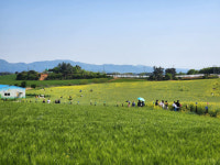 제20회 고창 청보리밭축제 성료..35만 여명 찾아