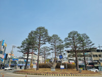 여주시, 수목 관리시스템 구축용역 착수