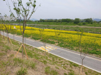 구리시, 왕숙천변 왕벚나무 159주 식재