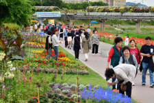 장성군, 황룡강 洪(홍)길동무 꽃길축제 대표 봄 축제 명성