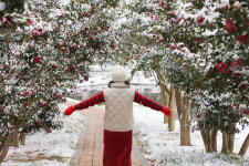 신안군, 1004섬 분재정원 애기동백 방문객 인기