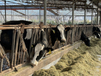 [새벽을 여는 사람들]이도훈 청년 낙농업축산인…모델의 꿈 대신 고향 돌아왔어요