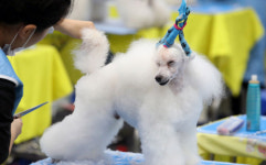 애완견 보호자의 55% 목줄매기·배설물처리 미흡