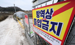 새해 전국 5번째 고병원성 AI 전남 오리농장서...2개월새 30곳 피해