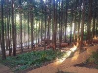 사천시, 사천케이블카 휴양림 방문객에 ‘편백 묘목’ 제공