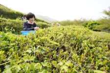 해남군, 두륜산 도립공원 녹차체험 프로그램 운영