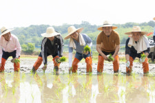 경기도 김동연 지사, 여주 모내기 현장 찾아 농업인 격려
