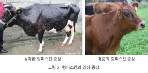 안성 한우농가서 럼피스킨병(LSD) 양성 판명...국내 최초는 작년 10월
