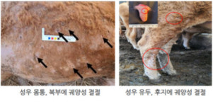 소 럼피스킨병·돼지열병 대비 추석비상체계 가동
