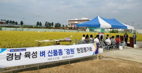창녕군, 경남 육성 벼 신품종 ‘경원’ 현장 평가회