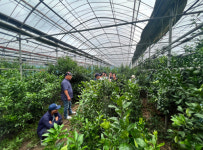 곡성군, 제주서 고품질 만감류 재배기술 현장교육 추진