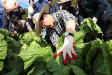 너무 오른 배춧값에 고랭지 간 이재명 생산 조합에 농산물 수입 권한 줘야