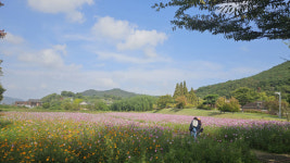 경주 양동마을로 오셔서 코스모스 물결 만끽하세요