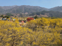 구례군, 제26회 구례산수유꽃축제 성료