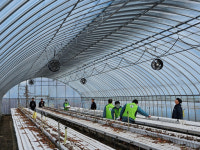 전북농협·전주교도소, 딸기 농가 찾아 일손 돕기 봉사활동 실시