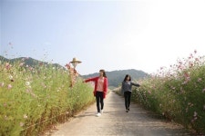 가을의 전령, 코스모스 사이로 걸어요