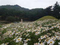 서악동 삼층석탑 주변은 구절초 바다…꽃과 고분이 빚어낸 그림같은 가을풍경