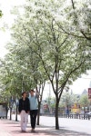 경산 자인면 자인 삼거리 주변 이팝꽃 등 만개 봄 향기 물씬