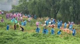 대구환경청, 생태계 교란생물 가시박 제거 돌입