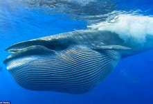 세상에서 가장 큰 고래는? ‘흰수염고래’ 갑자기 커지게 된 이유