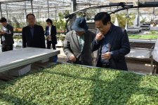 봉화 해오름 농장 셰프들의 특수기능성 희귀채소의 성지