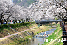 문경 모전천에 활짝 핀 벚꽃
