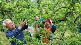 농협 영천시지부 농협봉사단, 영농철 농가 일손돕기 봉사활동